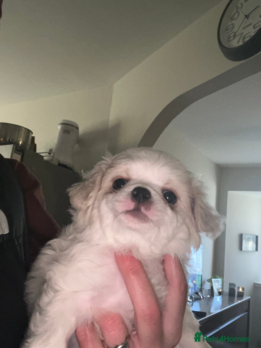 Mixed Breed dogs for sale: Beautiful bishon cross Japanese chin - Advert 6