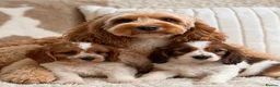 Cavapoochon dogs for sale: Beautiful Cavapoochon puppies  - Advert 21