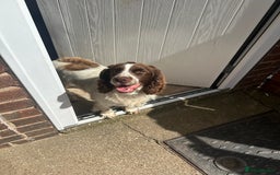 Cocker Spaniel dogs for sale: White and liver cocker spaniel  - Advert 1