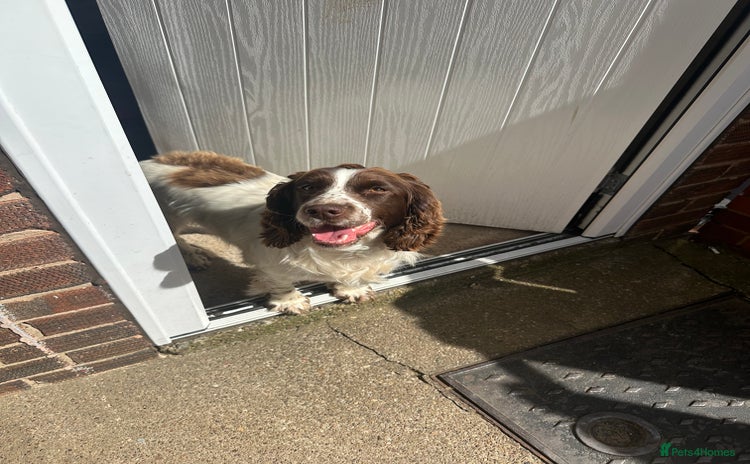 Cocker Spaniel dogs White and liver cocker spaniel  - Advert 13