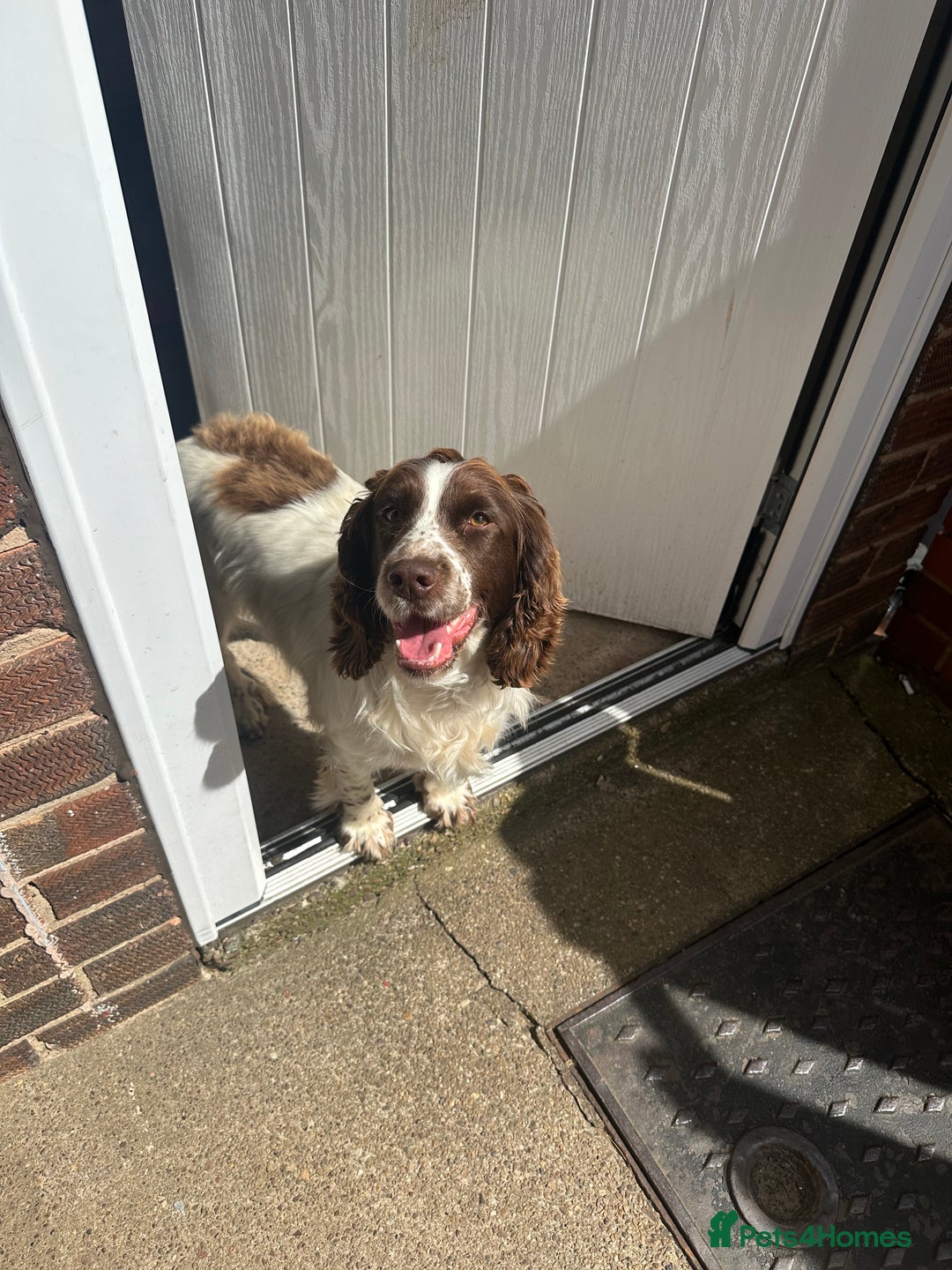 Cocker Spaniel dogs for sale: White and liver cocker spaniel  - Advert 1