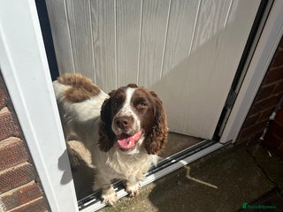 Cocker Spaniel dogs White and liver cocker spaniel - Advert 2