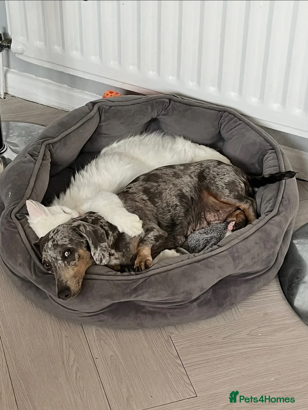 Miniature Dachshund dogs for sale: Miniature dachshund  - Advert 3