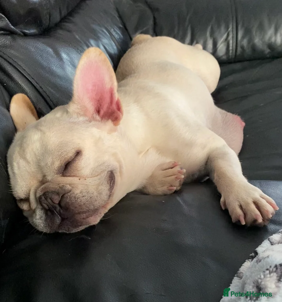 French Bulldog dogs for sale: Gorgeous French bulldog puppies 1 m & 1 f - Advert 4