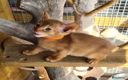Abyssinian cats for sale: 5 abysinnian pedigree tica registered  - Image 15