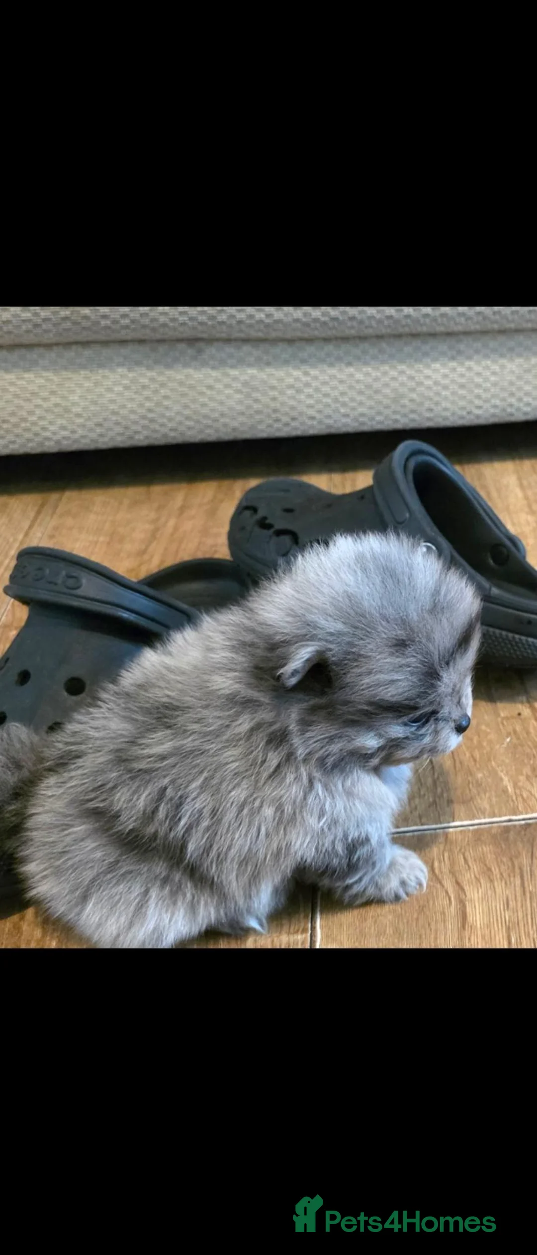 Pomeranian dogs for sale: Micro Pomeranians  in Dartford - Advert 1
