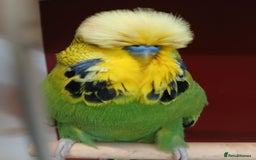 Budgerigars birds for sale: Stunning Rare Tame Exhibition Budgie  - Image 5