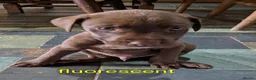 Mixed Breed dogs for sale: 10 Gorgeous male chocolate Labrador cross puppies  in Stafford - Advert 6