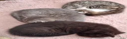 Mixed Breed cats for sale: MS BOGDANOVA  - Advert 10