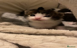 Mixed Breed cats for sale: Ragdoll/Mixed Breed Kittens for Sale - Image 10