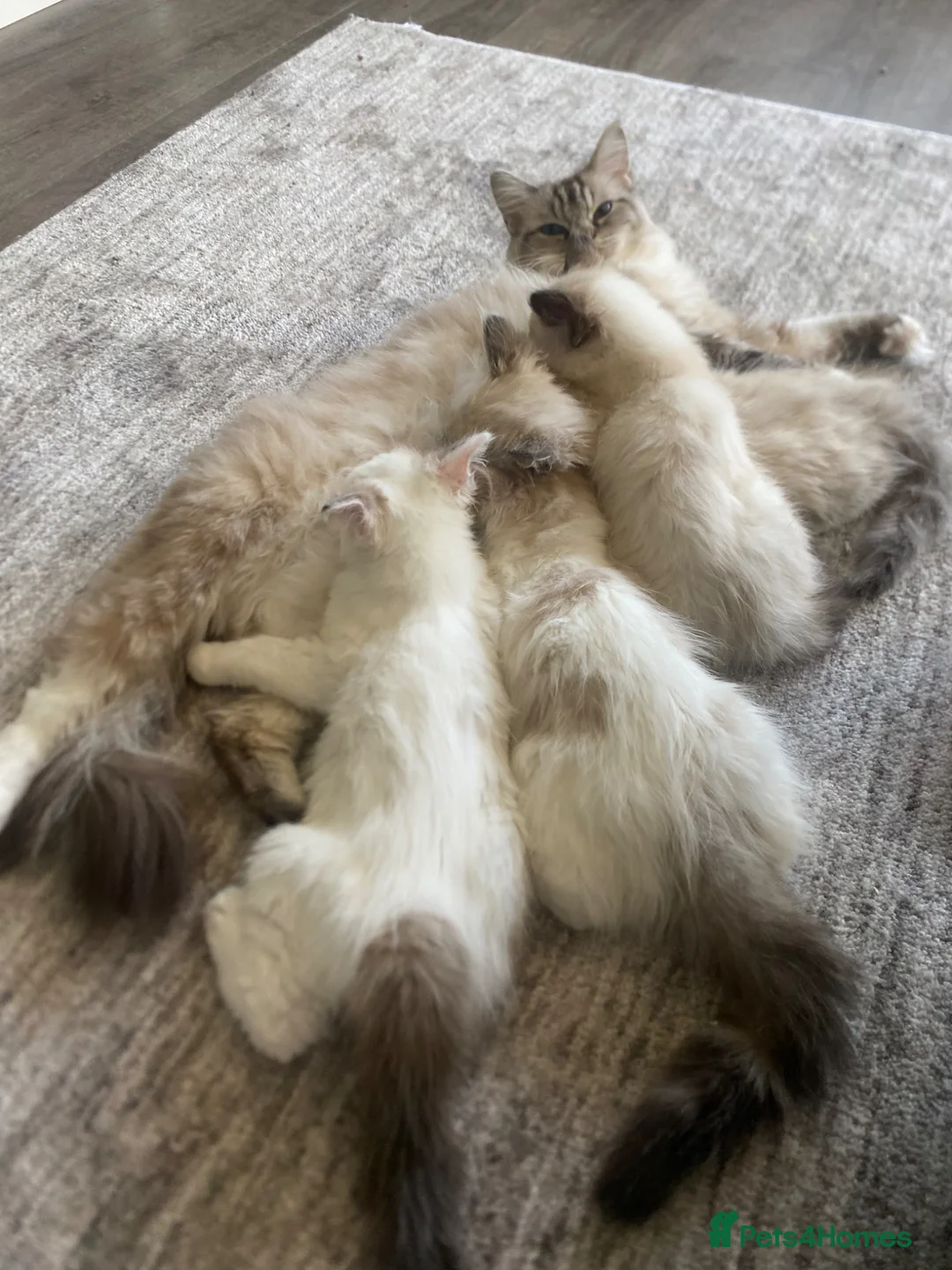 Ragdoll cats for sale: 4 TICA Registered Ragdoll girls available - Advert 2