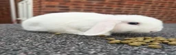Mini Lop rabbits for sale: Rex/mini lop/mini lop x lion head bunnies. - Advert 19