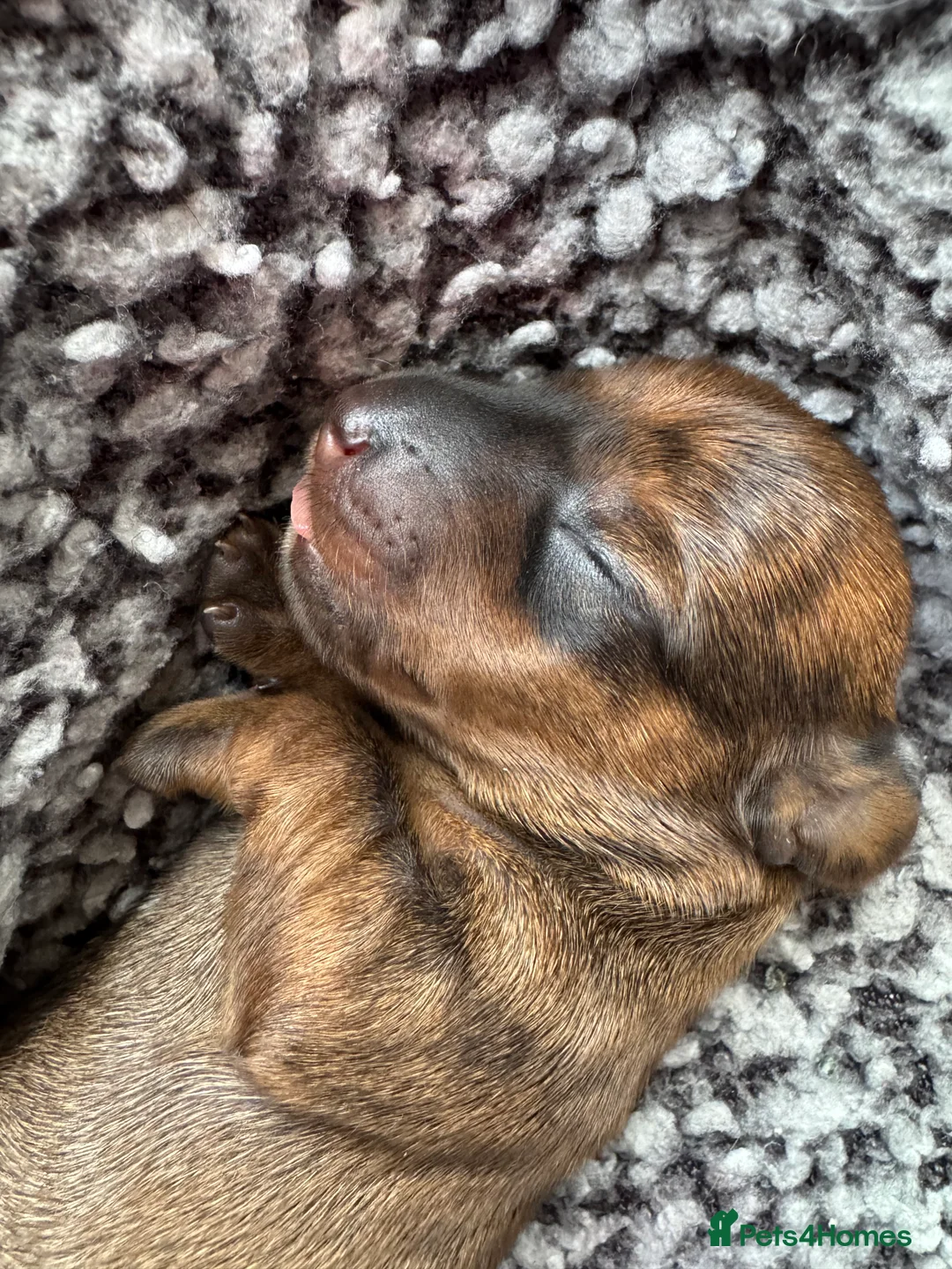 Miniature Dachshund dogs for sale: Gorgeous girls Mini Dachshund  - Advert 3