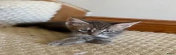Maine Coon cats for sale: *Ready Now* Maine Coon X - Advert 10
