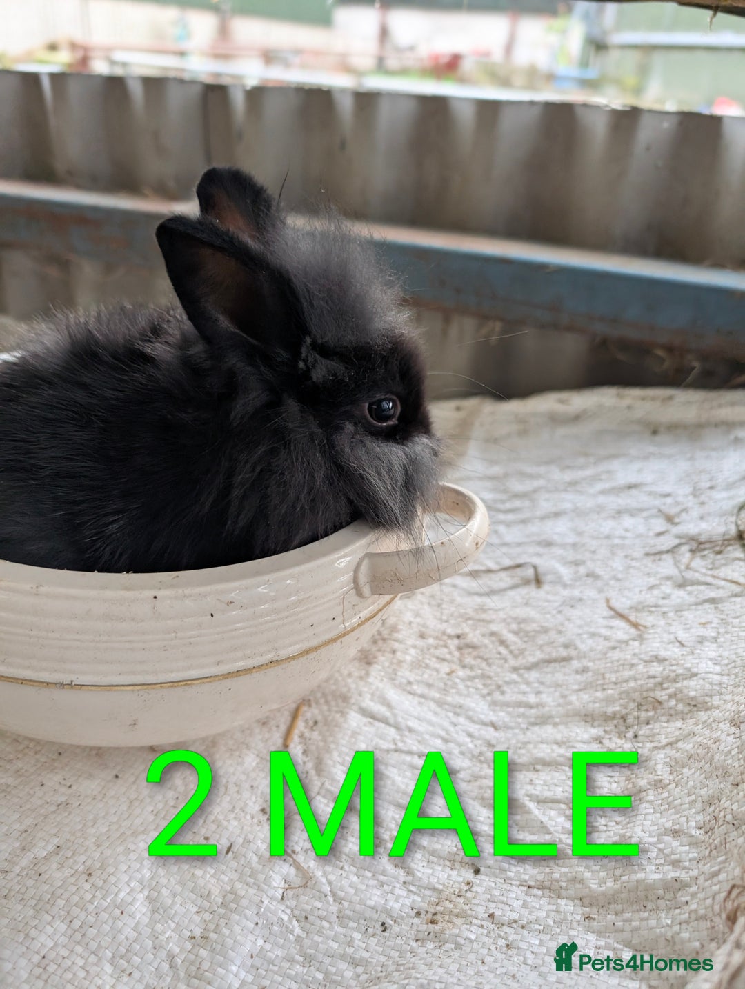 Lionhead rabbits for sale: 4x lionhead bunnies 8 week old 1x girl and 3x boys - Image 5