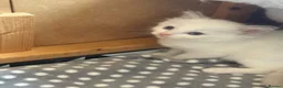 Ragdoll cats for sale: Adorable Gccf registered kittens  in Wakefield - Advert 17