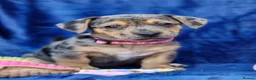 Jack Russell dogs for sale: Beautiful Litter of Jack Russell Puppies  - Advert 20