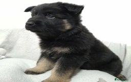 German Shepherd dogs for sale: BEAUTIFUL SABLE GERMAN SHEPHERD PUPS - Image 12