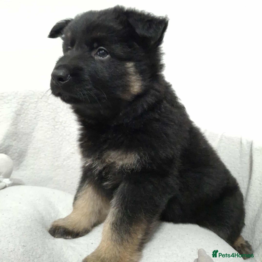 German Shepherd dogs for sale: BEAUTIFUL SABLE GERMAN SHEPHERD PUPS - Image 12