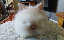 Lionhead rabbits for sale: Stunning DM Lionhead baby rabbits  - Image 4