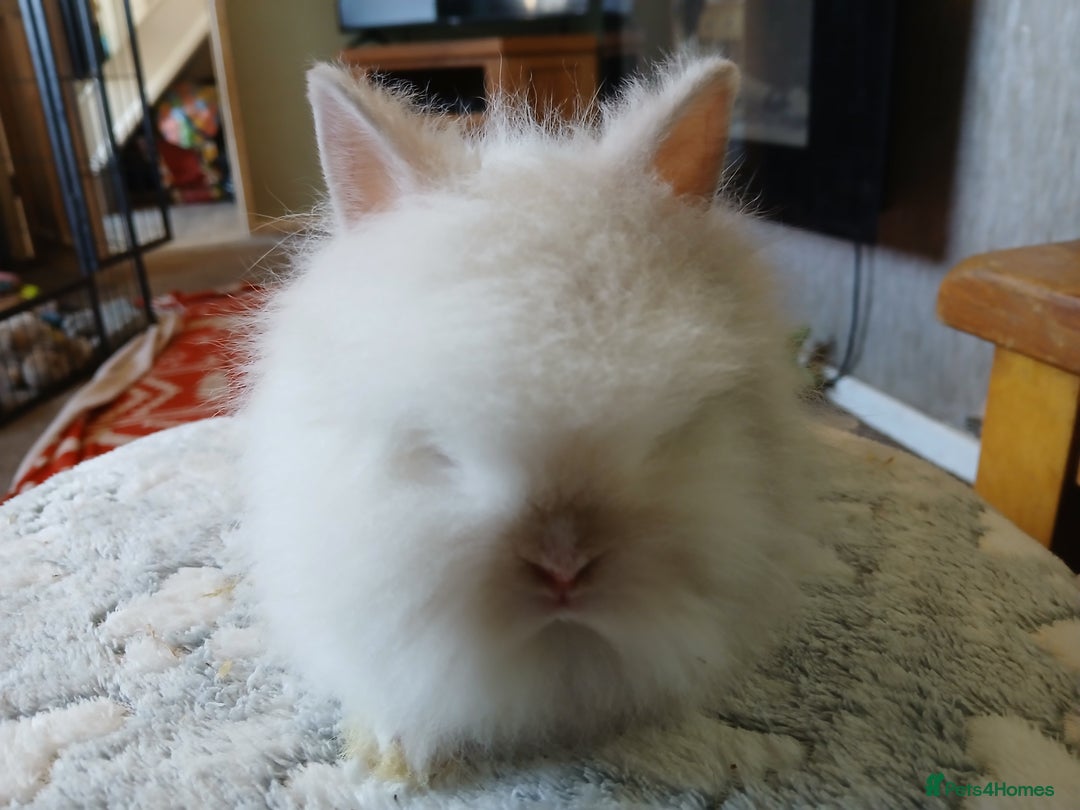 Lionhead rabbits for sale: Stunning DM Lionhead baby rabbits  - Image 4
