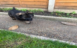 German Shepherd dogs for sale: 10 amazing german shepherd puppies - Advert 35