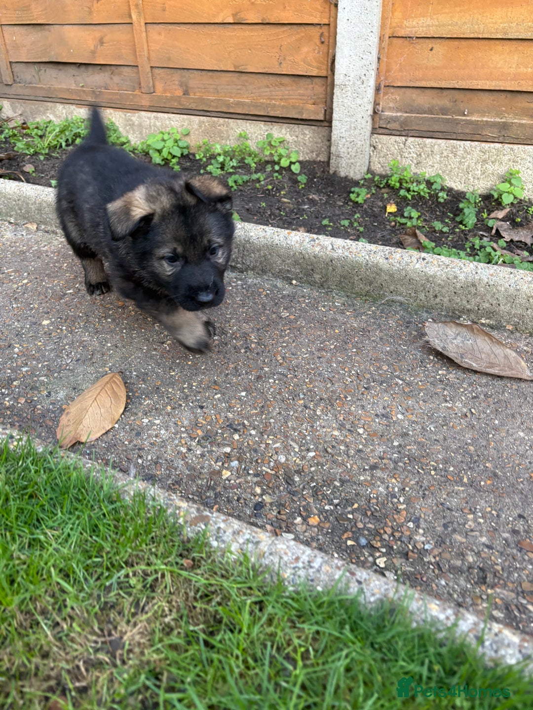 German Shepherd dogs for sale: 10 amazing german shepherd puppies - Advert 35