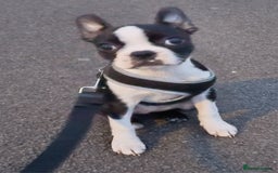 Boston Terrier dogs for sale: Stunning healthy puppies - Image 11