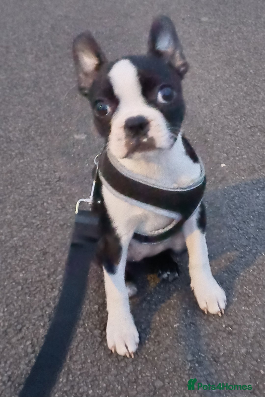 Boston Terrier dogs for sale: Stunning healthy puppies - Image 11