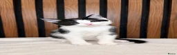 Domestic Shorthair cats for sale: Stunning Kittens | Bella's Litter | Ready Now - Advert 14