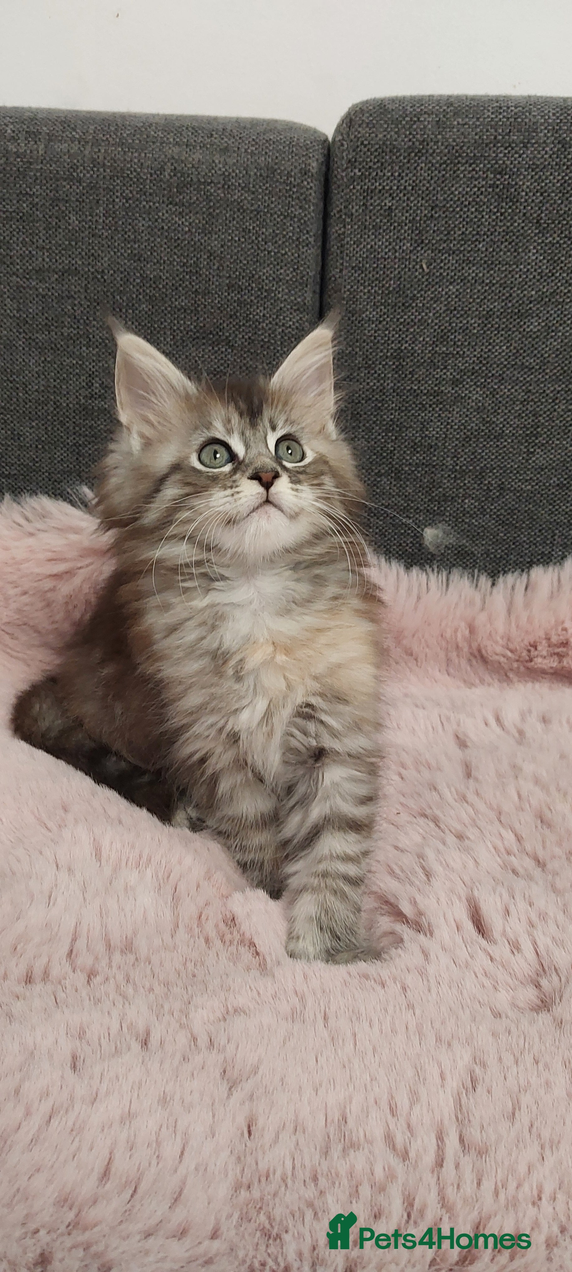 Maine Coon cats ❤️❤️❤️Maine Coon  kittens❤️❤️ - Advert 15