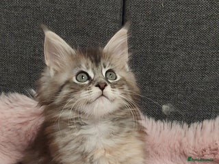 Maine Coon cats ❤️❤️❤️Maine Coon kittens❤️❤️ - Advert 15