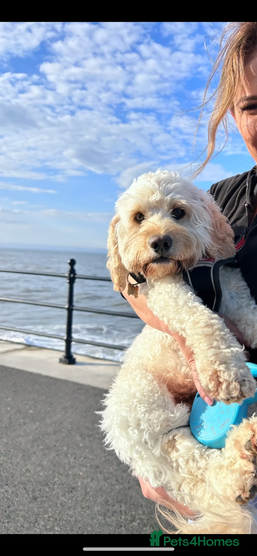 Cockapoo dogs for stud: Beautiful apricot cockapoo for stud in Hartlepool - Advert 9