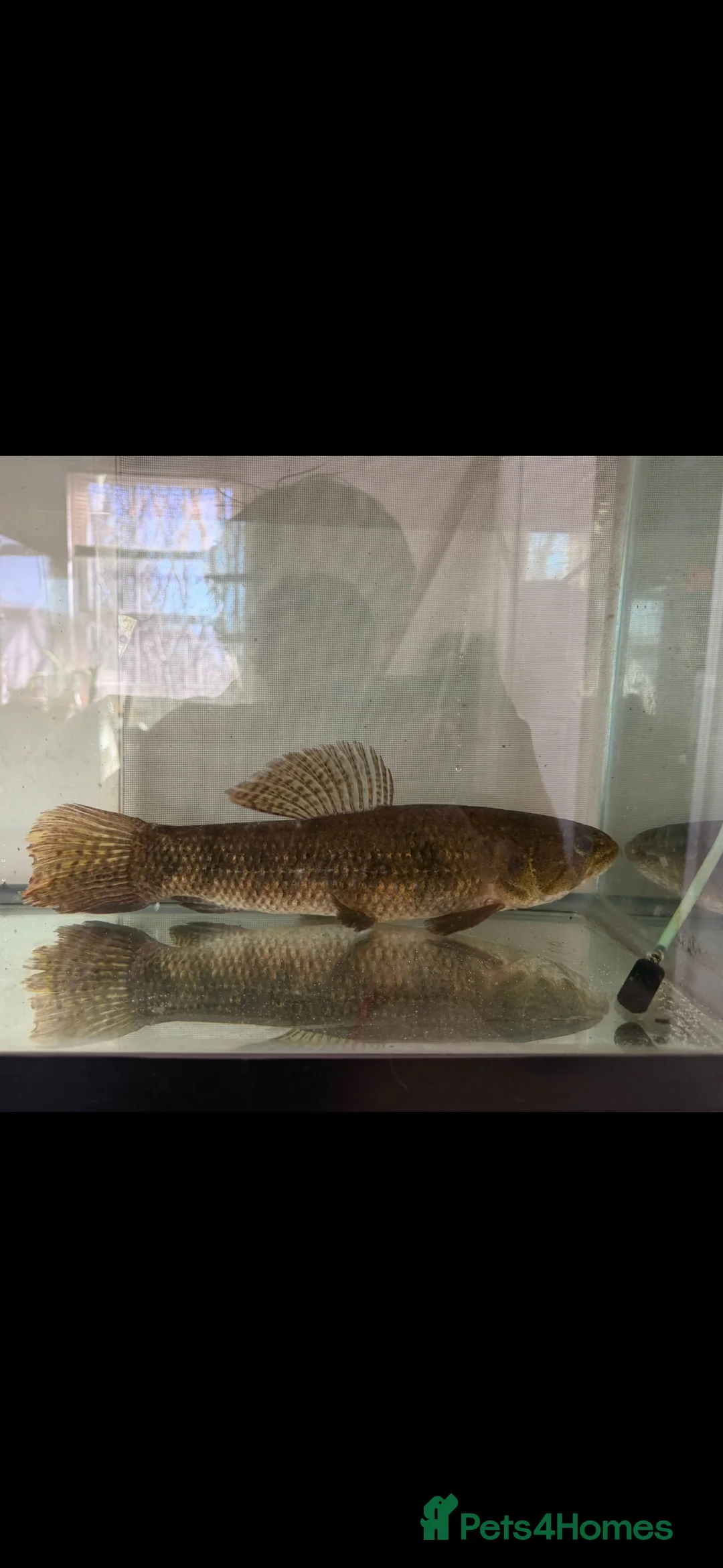 Other/Mixed Breed fish for sale: Mala wolffish 7 inches  - Advert 1