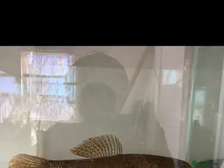 Other/Mixed Breed fish Mala wolffish 7 inches - Advert 1