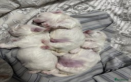 Maltese dogs for sale: 🐶 Adorable Male Maltese Puppies for Sale 🐾 - Image 12