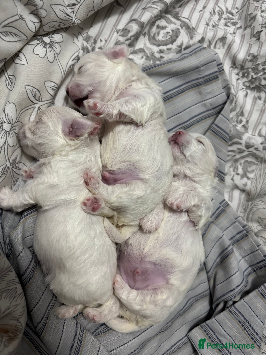 Maltese dogs for sale: 🐶 Adorable Male Maltese Puppies for Sale 🐾 - Image 12