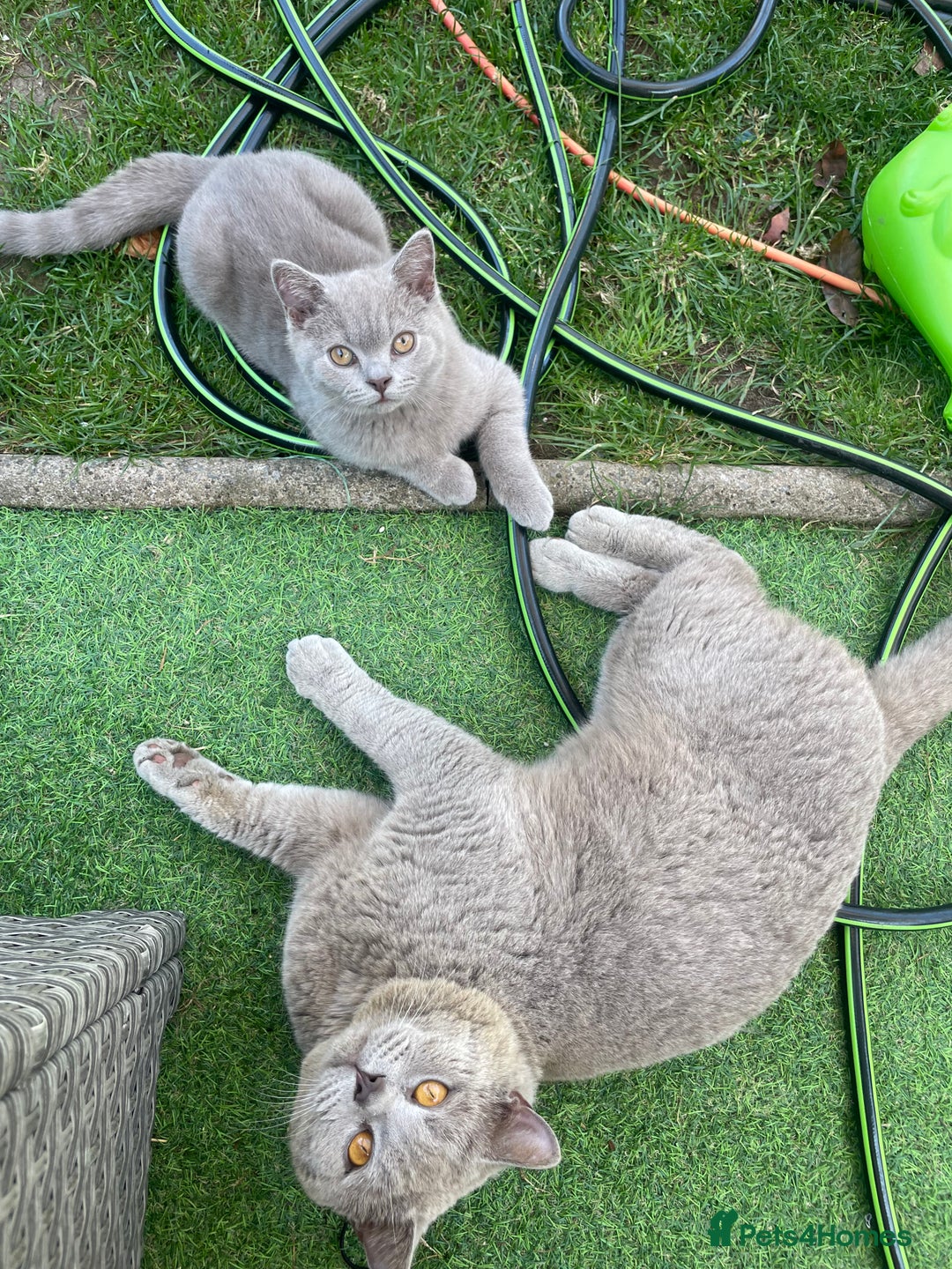British Shorthair cats for sale: British short hair  - Image 4