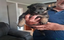 German Shepherd dogs for sale: Beautiful German shepherd pups - Image 13
