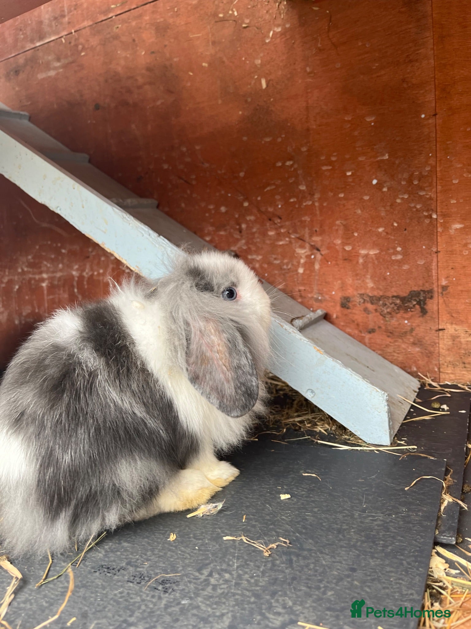 Lionhead rabbits 14 lion head lops ready - Advert 4