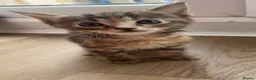 British Shorthair cats for sale: 4 x Beautiful Tortoiseshell Kittens  - Advert 2