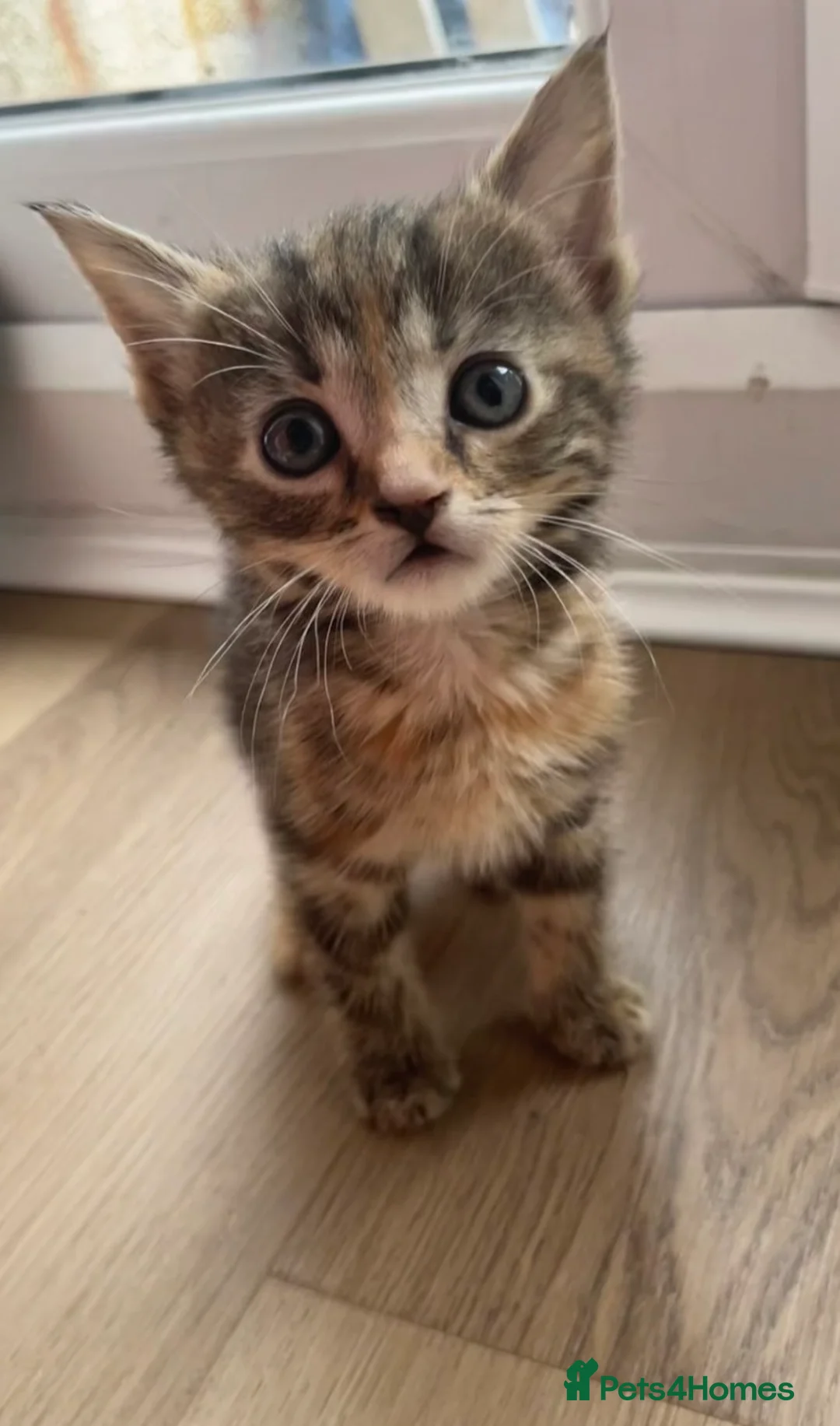 British Shorthair cats for sale: 4 x Beautiful Tortoiseshell Kittens  - Advert 2