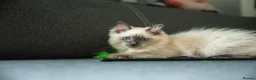 Ragdoll cats for sale: Beautiful GCCF Registered Ragdoll Kittens in Helensburgh - Advert 11