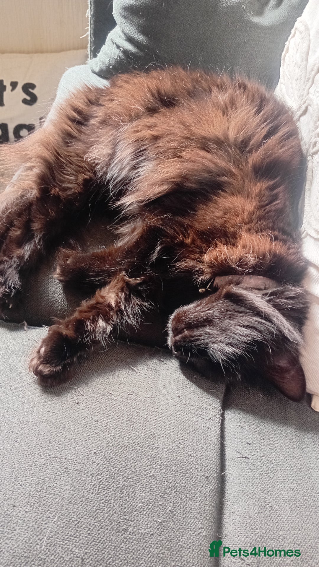 Mixed Breed cats for sale: Minnie needs a forever home - Image 1