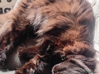 Mixed Breed cats - Advert 18