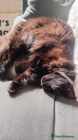 Mixed Breed cats - Advert 16