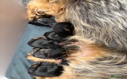 Yorkshire Terrier dogs for sale: Yorkshire terriers - Image 17