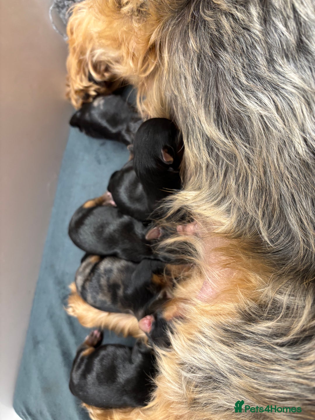 Yorkshire Terrier dogs for sale: Yorkshire terriers - Image 17