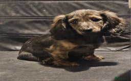 Miniature Dachshund dogs for sale: 5 month old KC cream brindle girl - Image 5