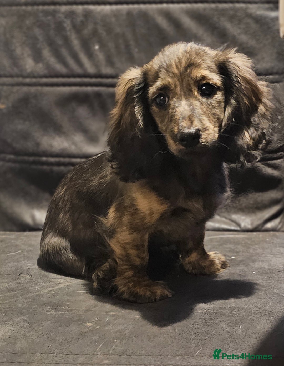 Miniature Dachshund dogs for sale: 5 month old KC cream brindle girl - Image 5